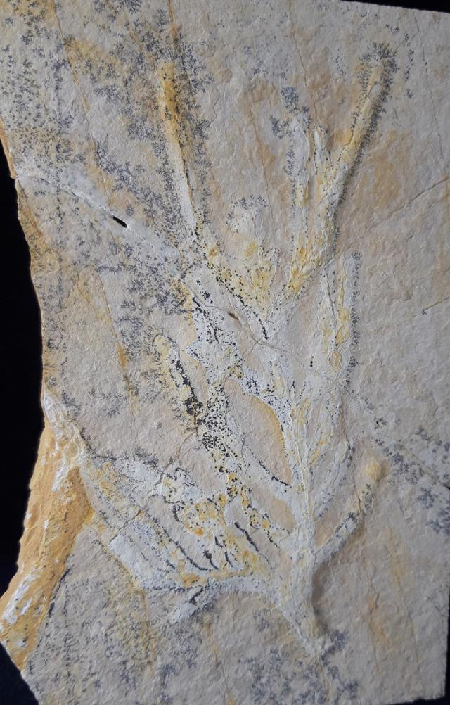Brachyphyllum nepos SAPORTA - Bild &copy; FossNet FossilienStore